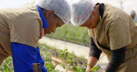 Dedicated agricultural workers tending plants in greenhouse environment
