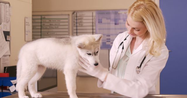 Veterinarian examining a cute puppy on an examination table. The vet is wearing a white coat and stethoscope, showing attentive and gentle care towards the animal. This image can be used for topics related to animal health, veterinary services, pet care, and professional pet healthcare.