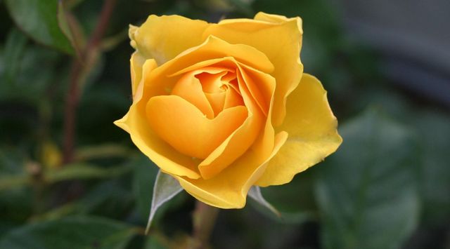 Close-up of a vibrant yellow rose in full bloom. Ideal for use in gardening blogs, floral displays, and nature-themed designs. Perfect for adding a touch of natural beauty to romantic cards, seasonal brochures, and environmental projects.