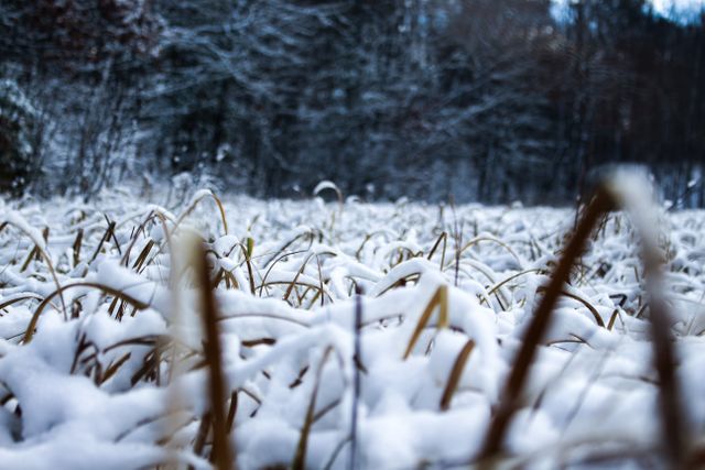 Snow-covered field with dried grass in a winter forest. The depth of field shows snowy foreground with a forest background. This image is perfect for conveying winter scenery, cold nature, or tranquility in seasonal concepts.