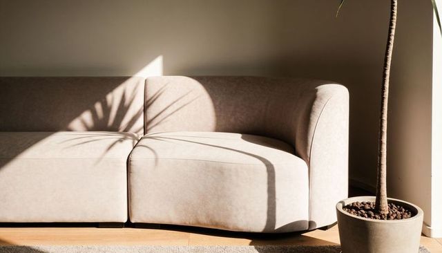 Sunlit beige curved sofa casting leafy shadow with minimal round planter