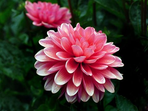 Vibrant pink dahlia blooming with morning dew macro close-up layered soft petals