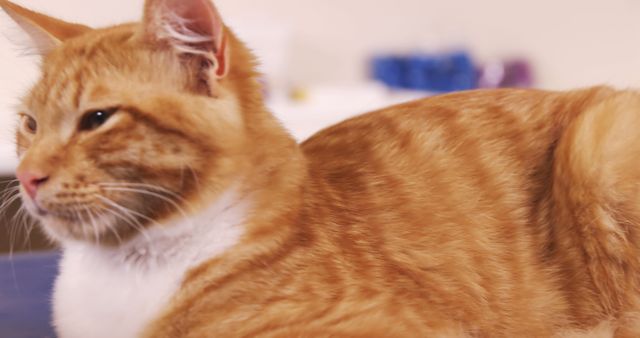 Vet examining a cat in the clinic