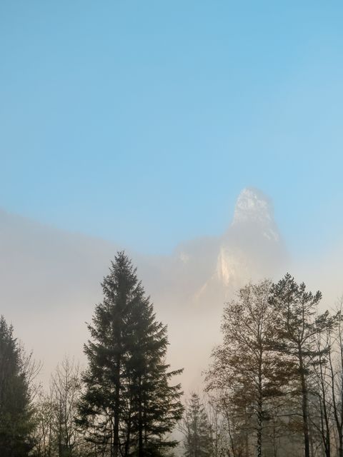 A scene depicting mist-covered pine trees with a mountain peak emerging from the fog under a clear sky. Ideal for conveying themes of tranquility, natural beauty, wilderness, and scenic outdoors. Suitable for use in travel brochures, nature blogs, posters, and environmental campaigns.
