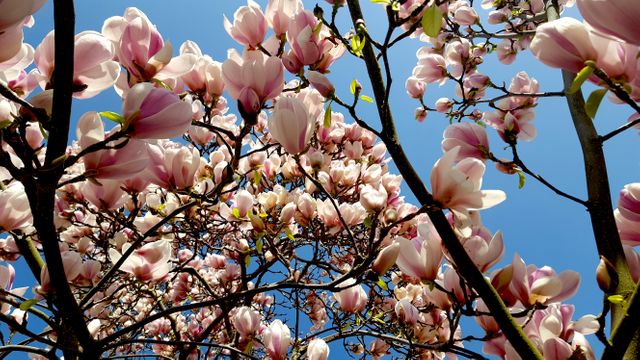Colorful floral scene with pink magnolia blossoms set against clear blue sky. Ideal for promoting gardening services, springtime events, nature retreats, and travel destinations. Also suitable for dramatic spring-themed decorations, greeting cards, and wallpaper designs representing natural beauty and renewal.