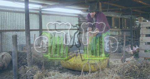Farmer Shoveling Straw into Trough inside Barn