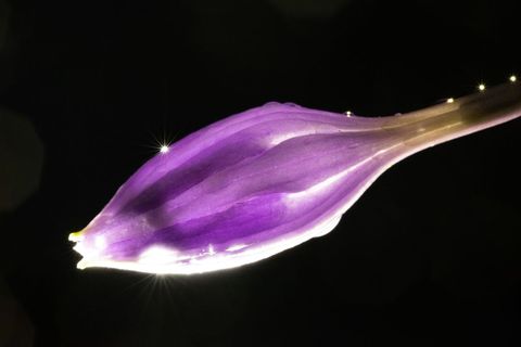 Glowing purple flower bud reflecting dewdrops and starburst highlights on black background