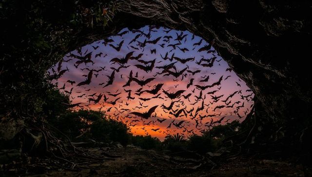 Swarming bat silhouettes filling cave mouth at vivid sunset sky with palm treeline
