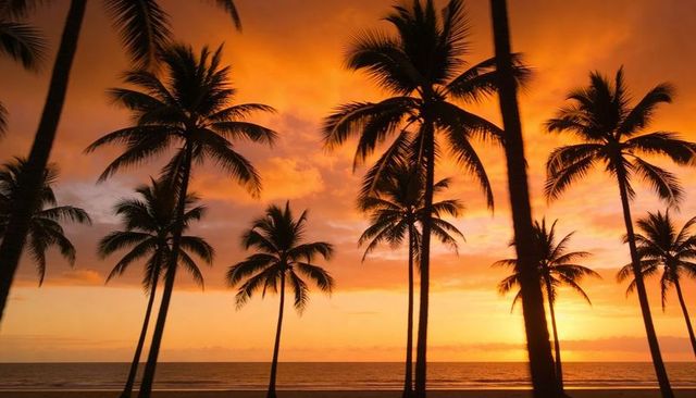 Golden tropical sunset framing tall palm silhouettes along calm ocean horizon