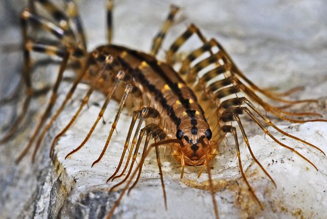 House centipede on rock surface, showcasing long legs and striped body. Useful for educational materials on insects, nature documentation, biological studies, and presentations about arthropods.