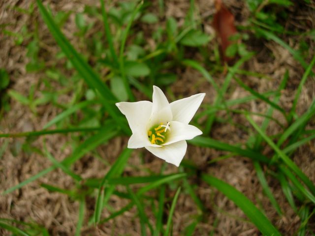 This captures a single white flower blooming amidst green grass, highlighting the beauty of nature. Use for gardening blogs, floral-themed designs, eco-friendly advertisements, or nature-focused articles.