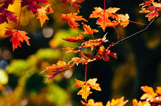 Autumn Maple Leaves in Sunlight - Download Free Stock Photos Pikwizard.com
