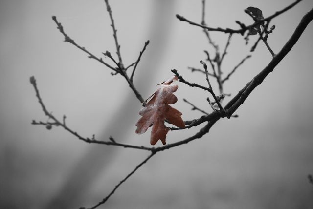 Solitary brown leaf hanging from a bare tree branch against a soft grey background. The focus is on the single leaf, highlighting the contrast between the brown leaf and the monochrome branches and background. Ideal for concepts of solitude, peace, autumn, minimalism, and natural beauty. Perfect for use in calming, nature-themed designs, and minimalist artwork.