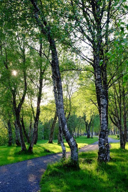 Ideal for depicting tranquility and natural beauty, this image showcases a sunlit path winding through a lush green forest in spring. Ideal for websites, travel brochures, environmental campaigns, and wellness blogs emphasizing relaxation and nature.