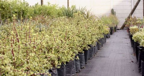 Succulents in Black Grow Bags at Nursery