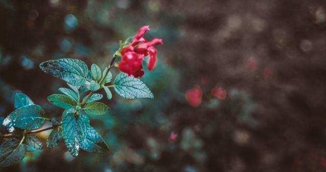 Close-up of Red Flower with Green Leaves in Nature - Download Free Stock Images Pikwizard.com