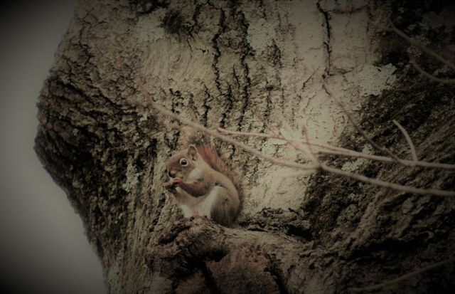 Squirrel is sitting on large tree trunk, holding and eating a nut. Great for nature and wildlife articles, forest conservation projects, and educational content about animal behavior and natural habitats.