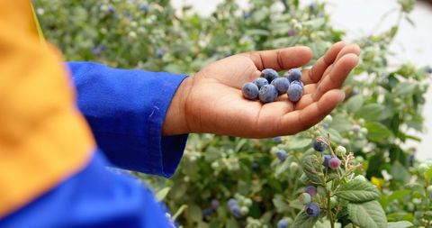 Hand Holding Fresh Blueberries Captures Essence of Organic Farming - Download Free Stock Images Pikwizard.com