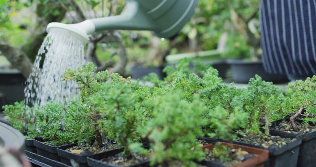 Gardener watering small bonsai plants in a nursery with a green watering can. Ideal for themes around horticulture, plant care, gardening activities, bonsai cultivation, and greenery. Perfect for agricultural, environmental, and gardening-focused projects.