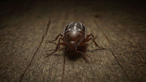 Detailed brown beetle on rustic wooden surface