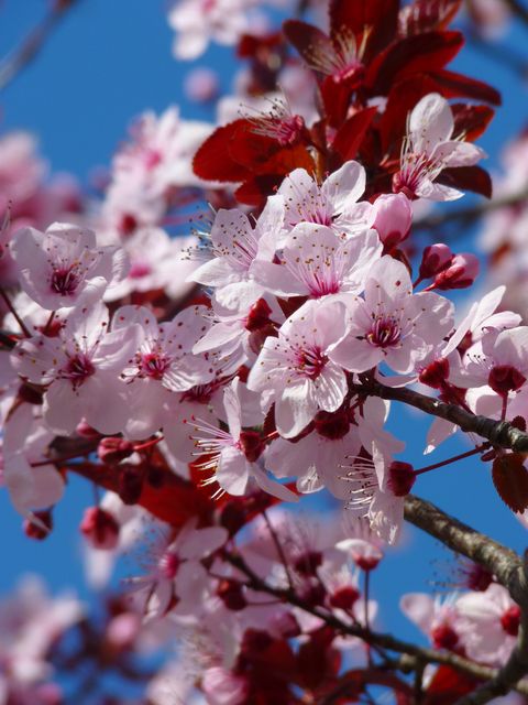 Close-up of blooming pink cherry blossoms under a clear blue sky. Perfect for designs related to springtime, nature, and floral beauty. Useful for decor, greeting cards, calendars, and nature-themed projects.