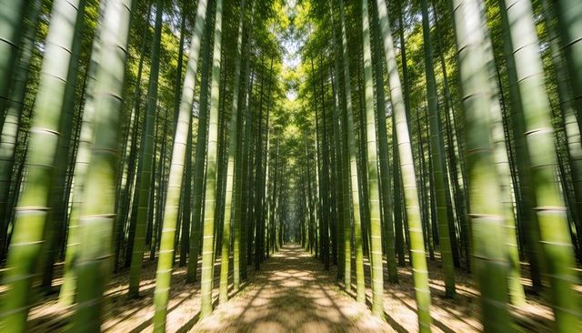 Leading path drawing eye through sunlit bamboo grove with dappled light and symmetry