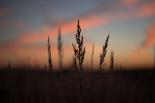 Serene Sunset with Silhouetted Tall Grass in Field - Download Free Stock Images Pikwizard.com