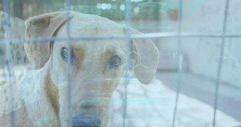 Light tan dog peering through wire kennel bars with blue reflective overlay