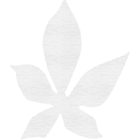 Transparent chestnut leaf abstract silhouette on white