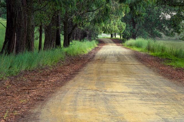 This image depicts a scenic winding dirt road surrounded by tall trees and lush greenery, evoking a sense of peace and tranquility. Perfect for use in nature-themed publications, travel blogs, advertisements promoting eco-tourism or adventure tours, and backgrounds for presentations or websites that emphasize calm and natural settings.