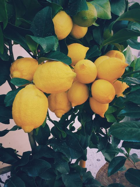 Yellow lemons plant  - Download Free Stock Photos Pikwizard.com