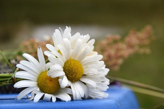White daisies resting on a blue surface with green background. Close-up captures yellow centers and delicate petals. Perfect for nature-themed projects, floral advertisements, garden inspiration articles, and summer-related content.