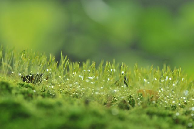 Dew drops glistening on grass blades create a serene ambiance. Ideal for themes of nature, freshness, and tranquility. Perfect for backgrounds, presentations in eco-friendly projects, and wellness themes.