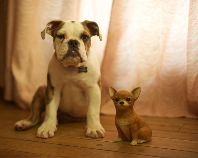 Bulldog puppy sits on wooden floor next to small Chihuahua figurine. Puppy with adorable expression facing forward. Soft lighting and curtain background. Ideal for pet-themed advertisements, children's book illustrations, home decor inspiration.