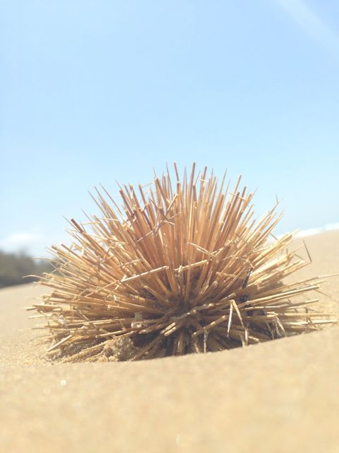 Close-up of a prickly tumbleweed resting on a sandy dune under a clear, blue sky. Effective for illustrating themes of desert landscapes, arid environments, nature, and survival. Ideal for use in websites, educational materials, and editorial content about wilderness and environmental conditions.