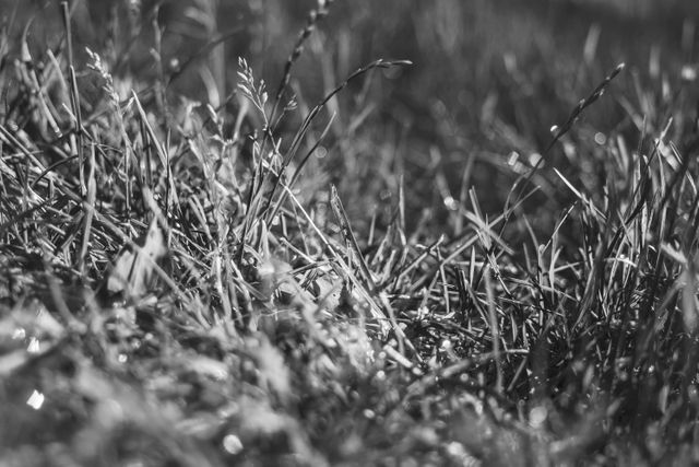 Close-up black and white image showing grass blades covered in dew drops. Ideal for use in nature photography collections, backgrounds, wallpapers, or designs emphasizing organic and natural textures.