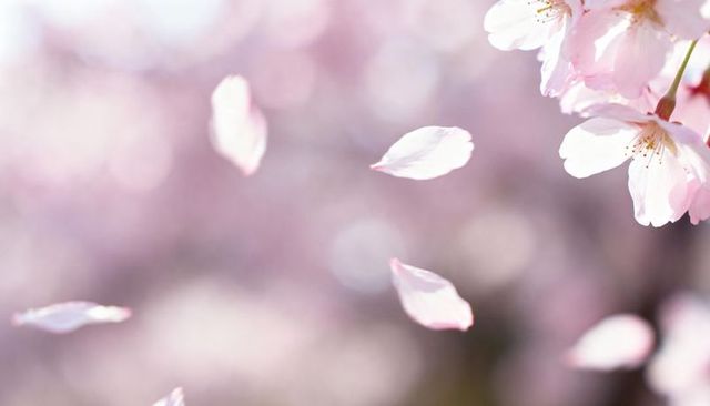 Falling cherry blossom petals drifting over pastel bokeh spring bloom closeup