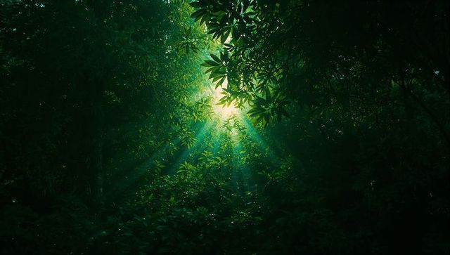Sunlight Streaming Through Dense Forest Canopy in Tranquil Wilderness