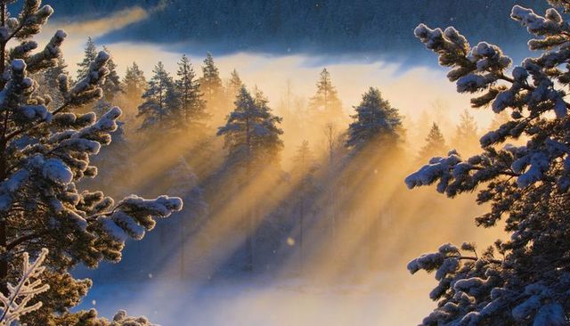 Golden sunbeams streaming through snow-covered pines creating mist-filled winter valley