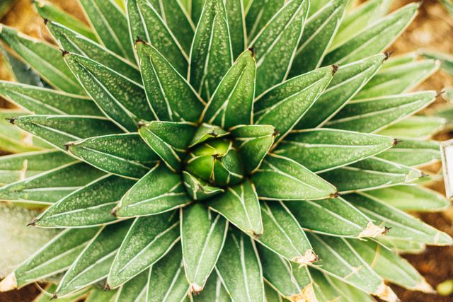 Close-up view of green succulent plant displaying natural patterns and vibrant colors of pointed leaves. Ideal for use in articles about gardening, cactus and succulent cultivation, botanical studies, nature-inspired designs, or as background and decorative visuals in digital graphics.
