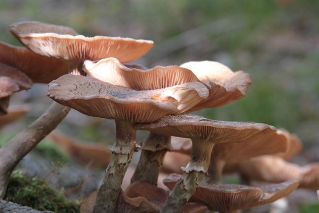 Autumn brown group mushrooms - Download Free Stock Photos Pikwizard.com