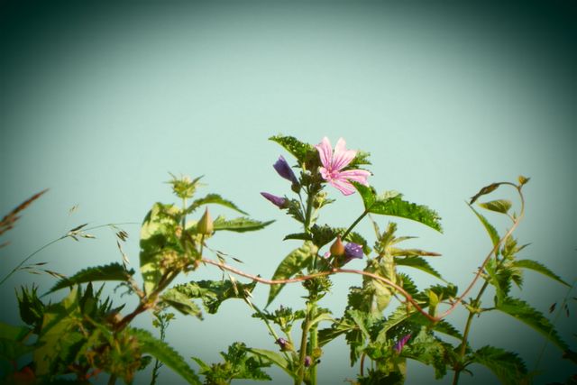 Blooming Pink Flower Amid Green Leaves Against Clear Sky - Download Free Stock Photos Pikwizard.com