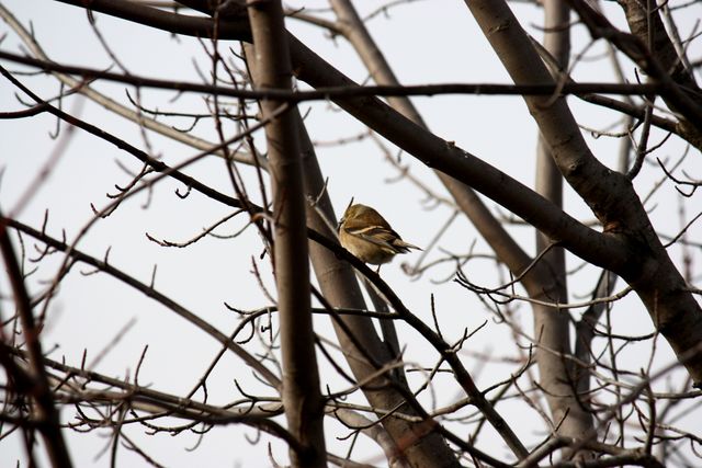 Small Bird Perched on Bare Branches - Download Free Stock Photos Pikwizard.com