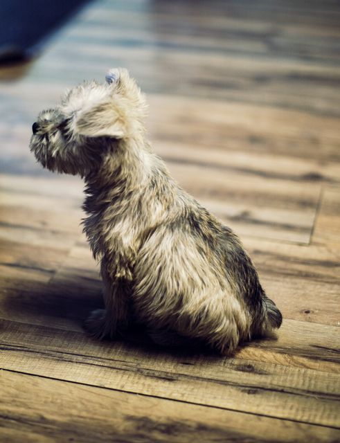 Cute Shaggy Puppy Sitting on Wooden Floor Indoors - Download Free Stock Photos Pikwizard.com