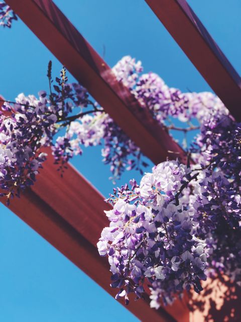 Deep purple wisteria flowers hang gracefully from a wooden pergola against a clear blue sky. Perfect for themes of nature, gardening, or springtime. Useful for websites and printed materials about outdoor living, plant cultivation, relaxation spaces, and floral displays.