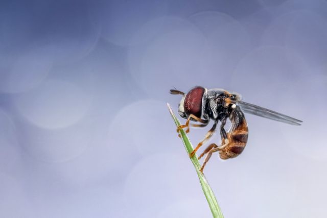 Close-up of Exotic Hoverfly Perched on Grass - Download Free Stock Photos Pikwizard.com
