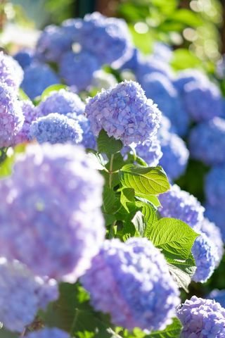 Vibrant Blue Hydrangea Blooms Bathing in Sunlight Soft Bokeh Close-up Garden