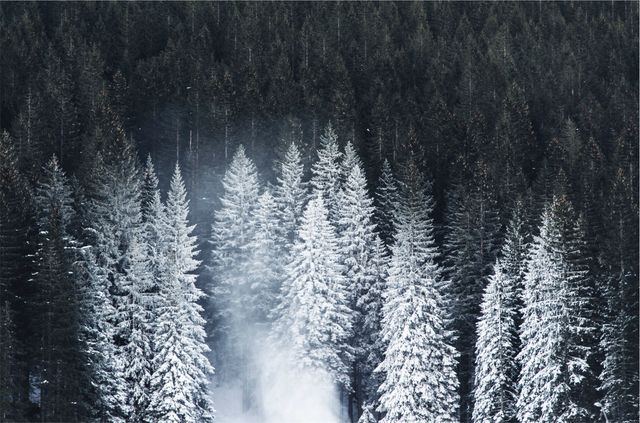 Black Forest Trees Snow - Download Free Stock Photos Pikwizard.com