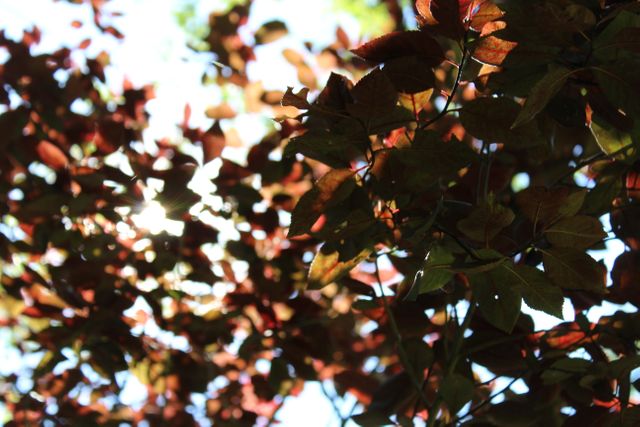Sunlight shines through vibrant autumn leaves on tree branches. Perfect for nature, seasonal, and outdoor-themed designs, marketing materials, or blog posts emphasizing the beauty of fall.