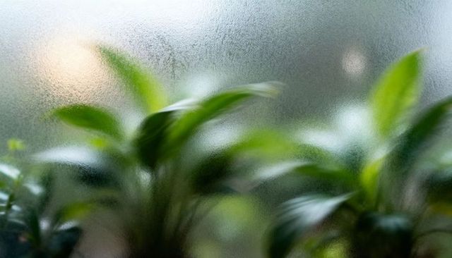 Frosted glass blur framing lush houseplant leaves with soft natural light